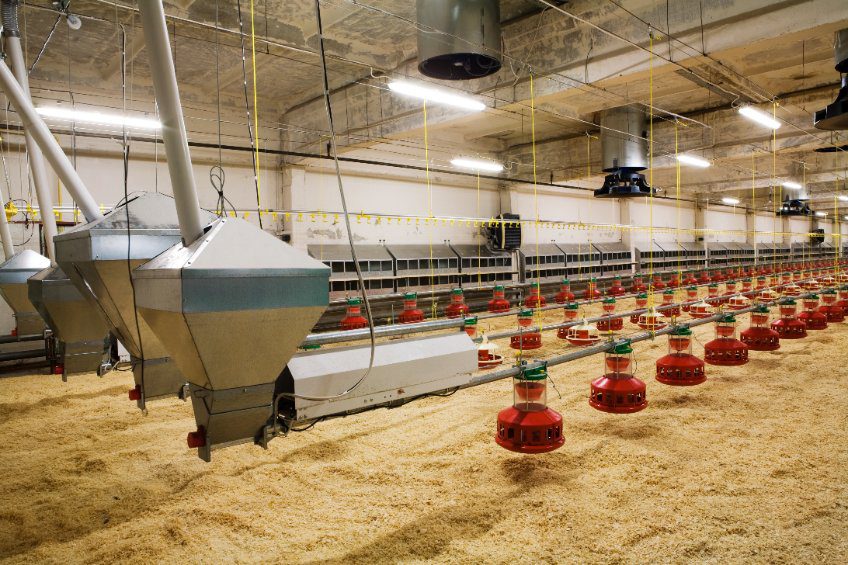 The modern and new automated integrated poultry farm new automated integrated poultry farm